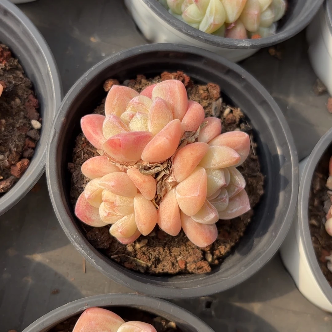 老桩冰玉一物一拍