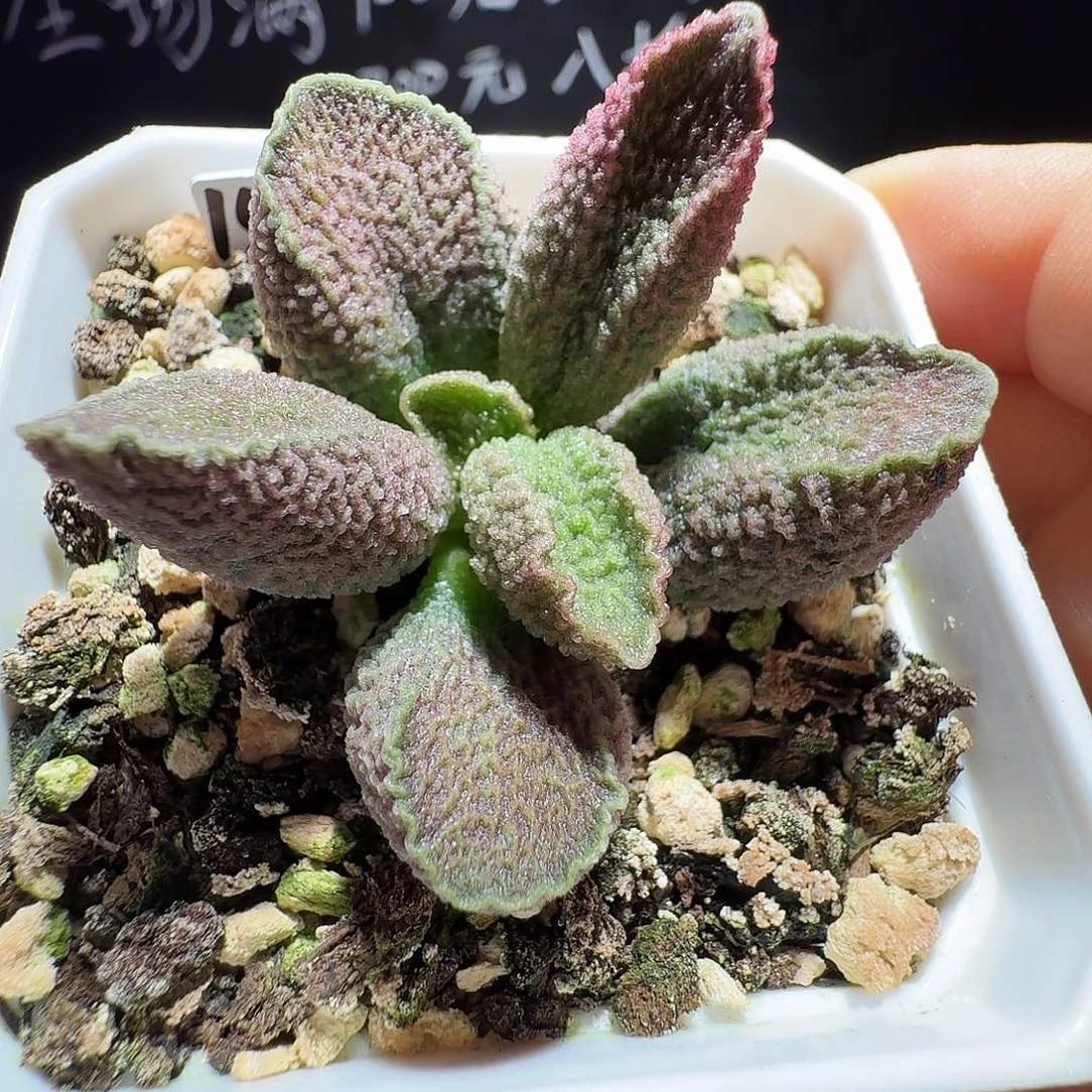 实生水泡，带盆发货，满35包邮