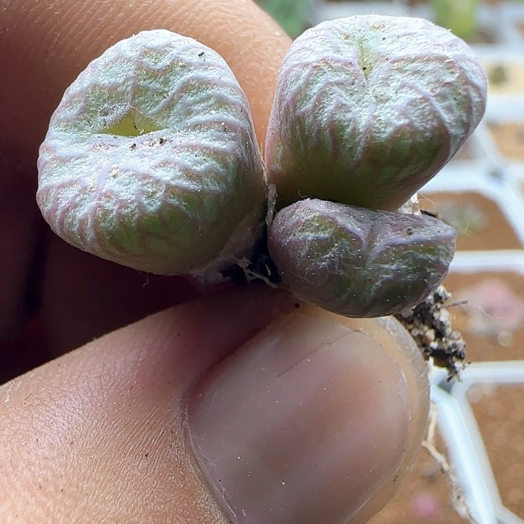 今天大甩卖咯42720