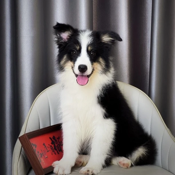 微笑天使黑白三色双血统边牧妹妹边境牧羊犬活体宠物