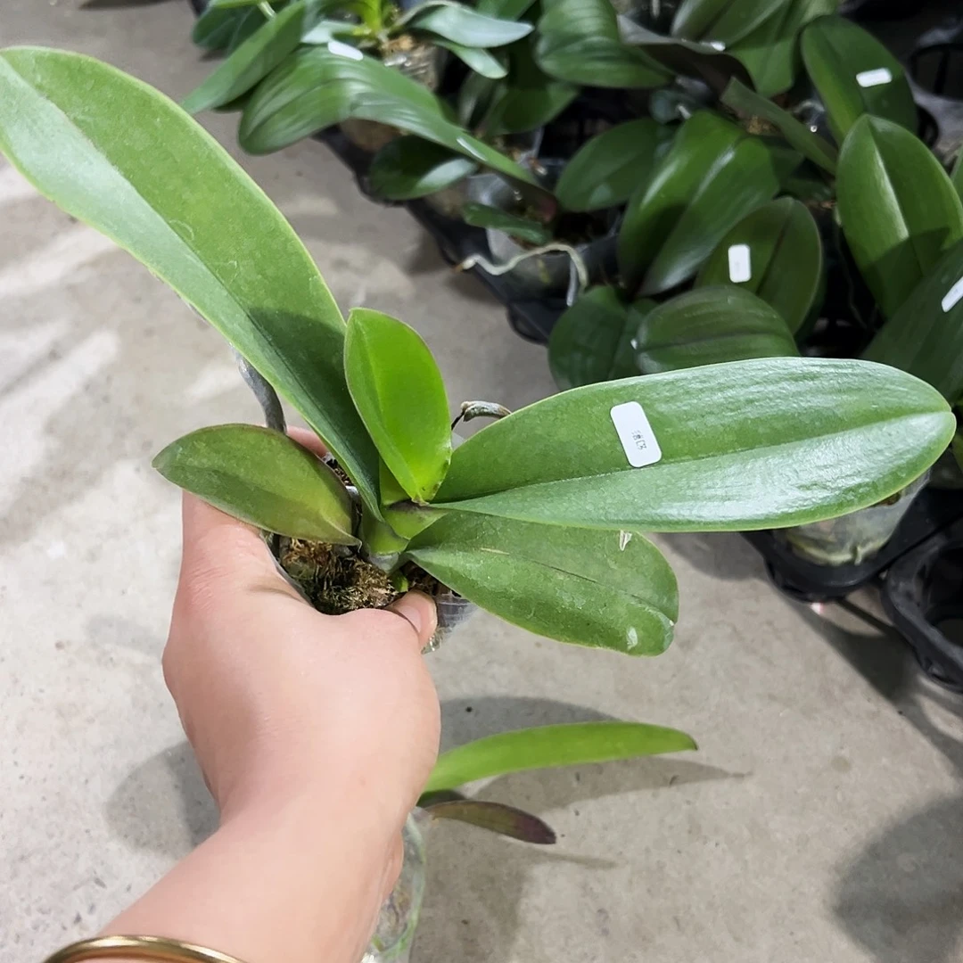 当前无花栽培后可以开花2.5杯幻影浮力请凑单一颗不发货
