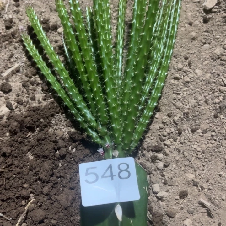 愿***鱼垂吊令剑粉色^_^^_^548