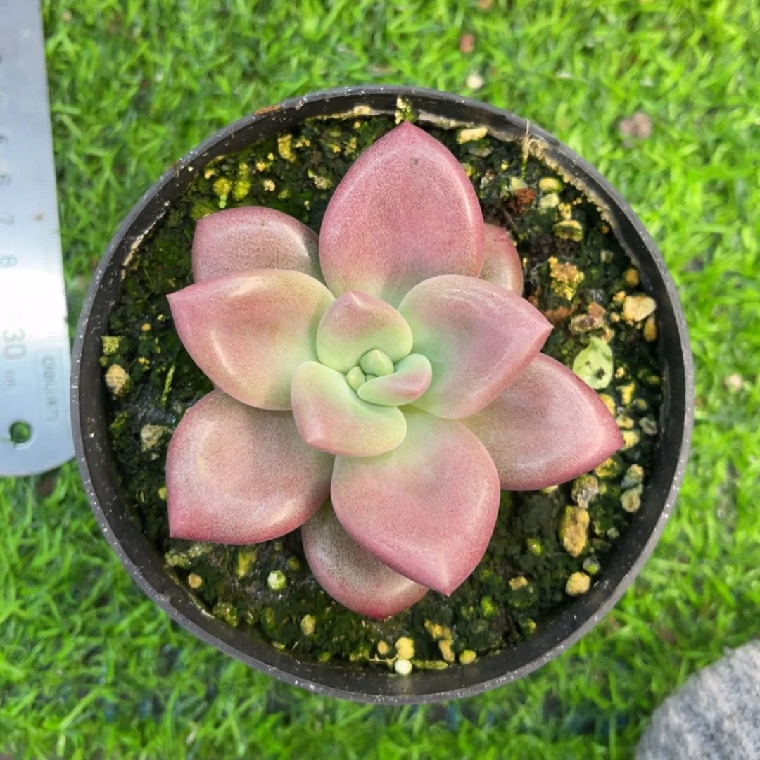 江*赫菲斯托单头冠幅7.5
