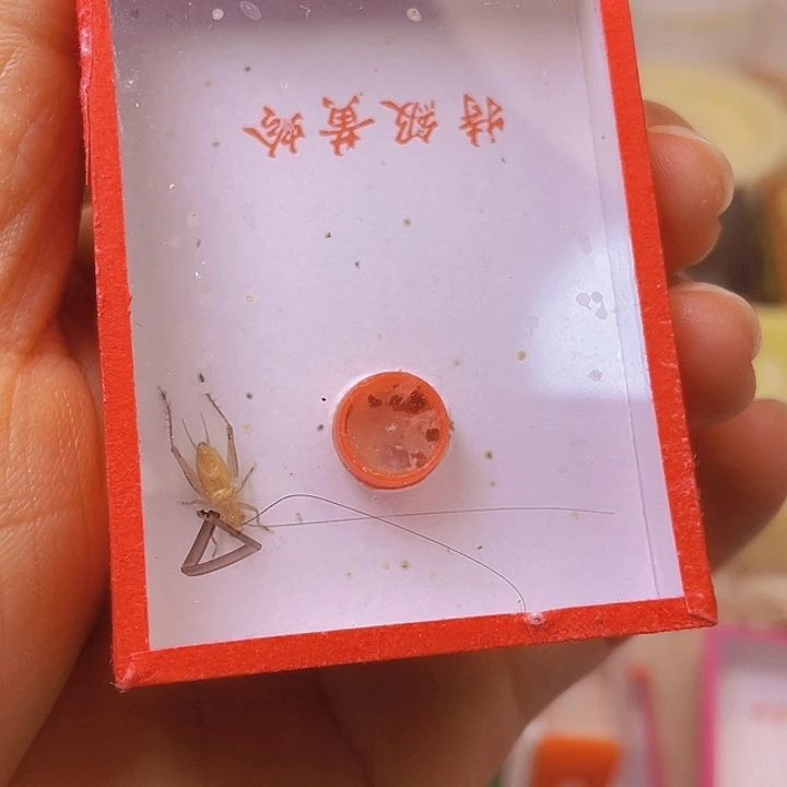 酸***吃大黄2啊啊啊啊啊啊啊