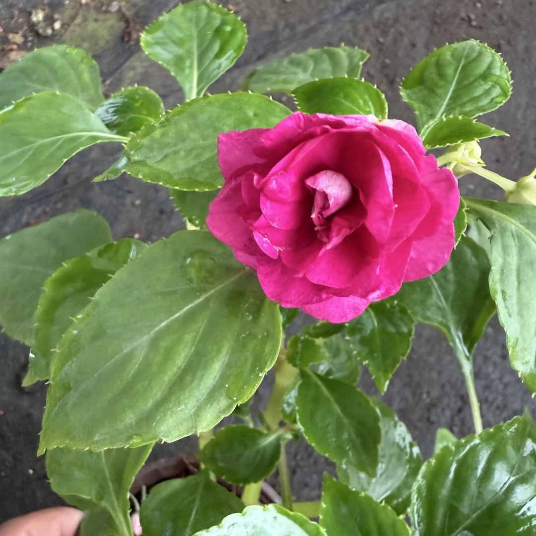 重瓣凤仙水梅花 酒红色