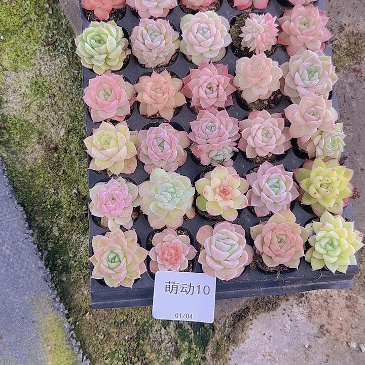 直播一物一拍多肉10