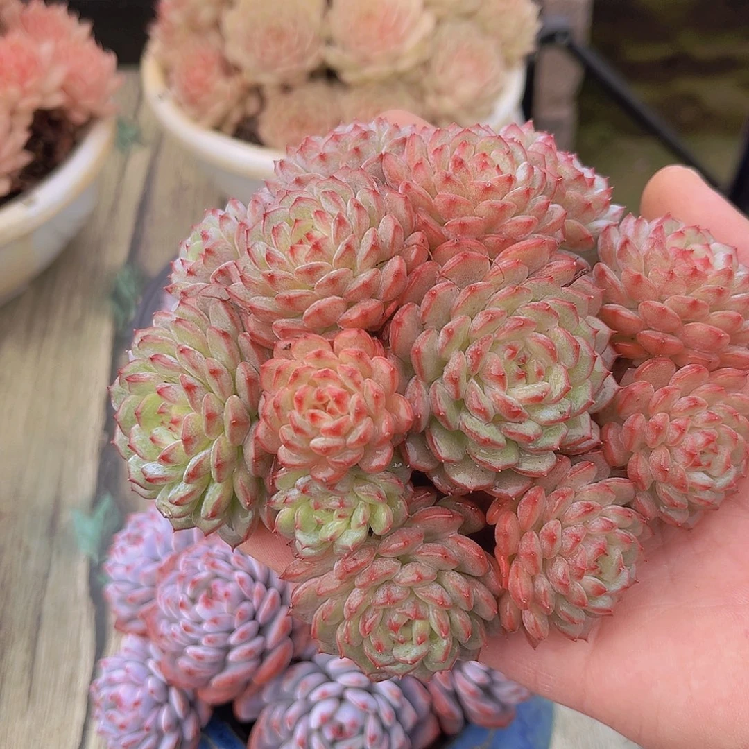 白胖子多肉植物多肉