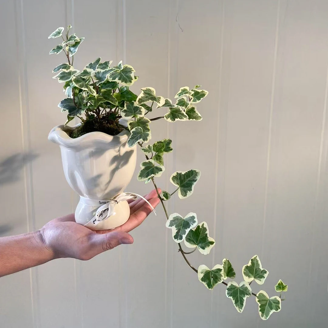 苔藓球日系白花雪莹常春藤锦化爬藤室内垂吊观叶植物