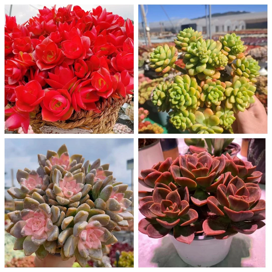 X红火炬+草编蓝组合 新手好养 多肉植物带盆带土喜阳耐旱通风