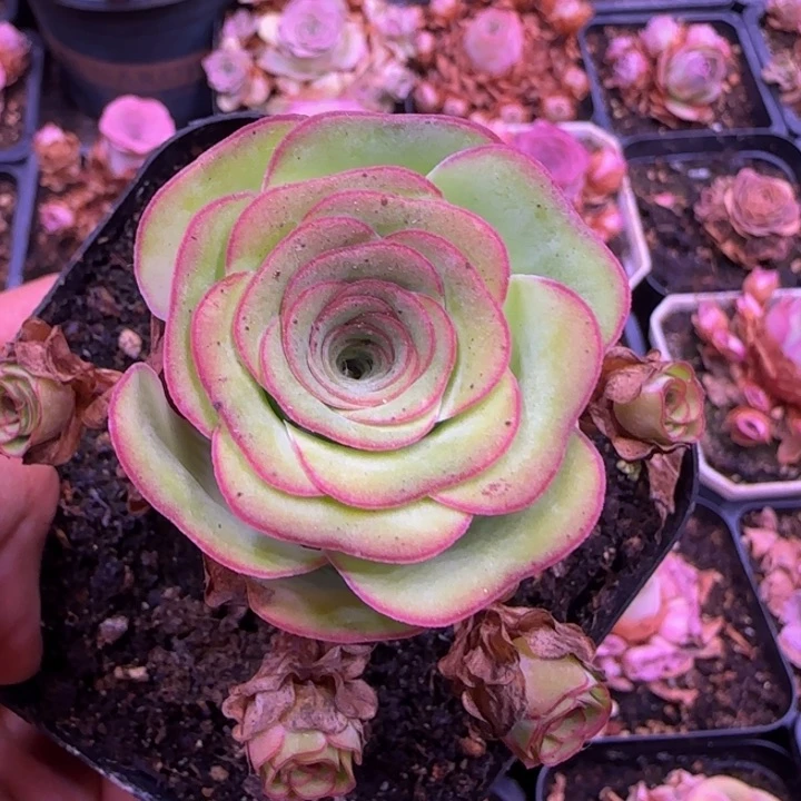 不包断枝166554565555