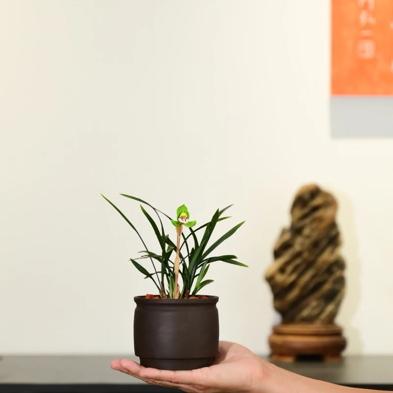 0526春兰环球荷鼎兰花浓香型花卉绿植盆栽室内客厅桌面不带花苞