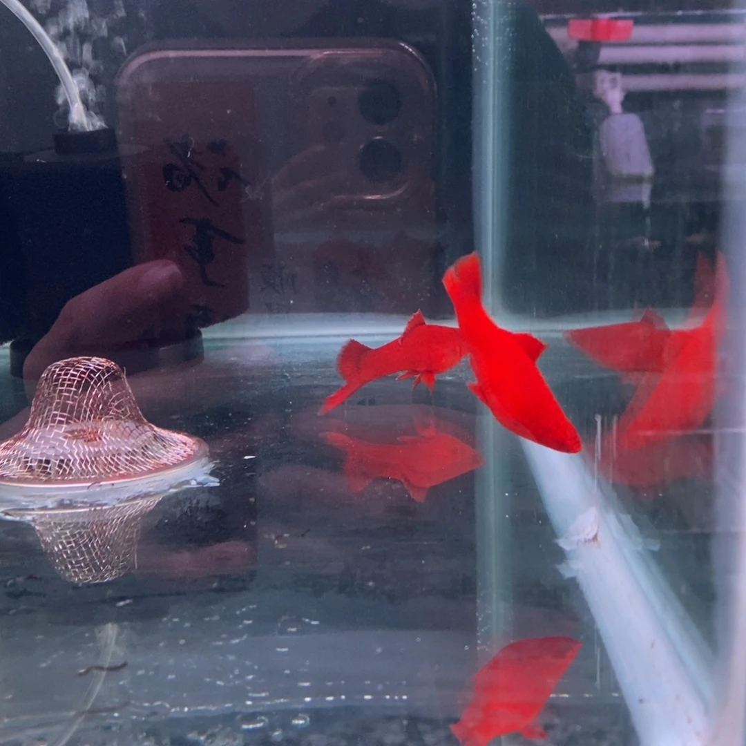 炅***炅红剑鱼高鳍红剑公鱼2条