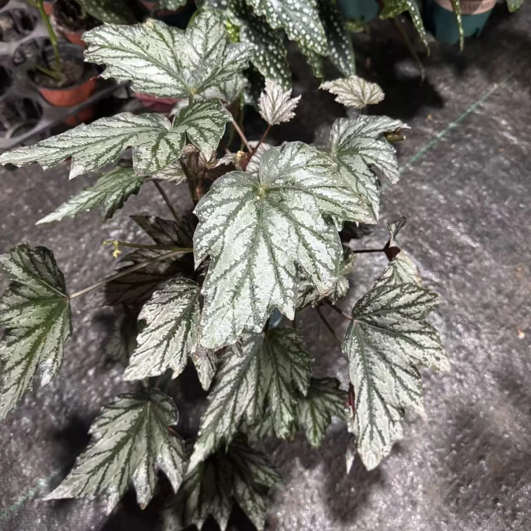 【一物一拍】秋海棠老桩