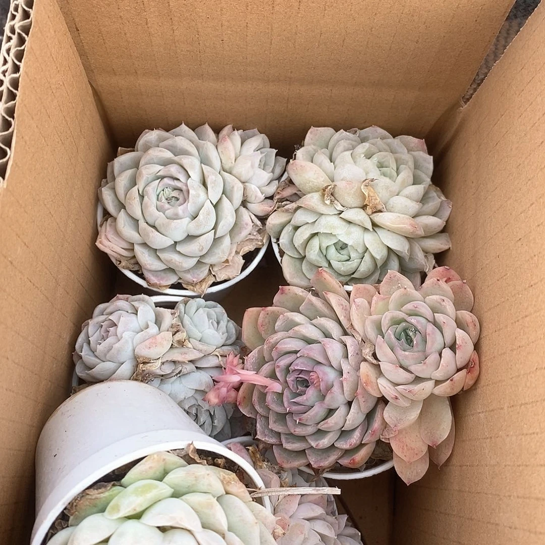 满盆 清冷色系多头 5185