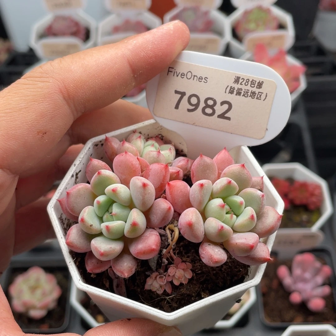雪桃7982-6.5厘米