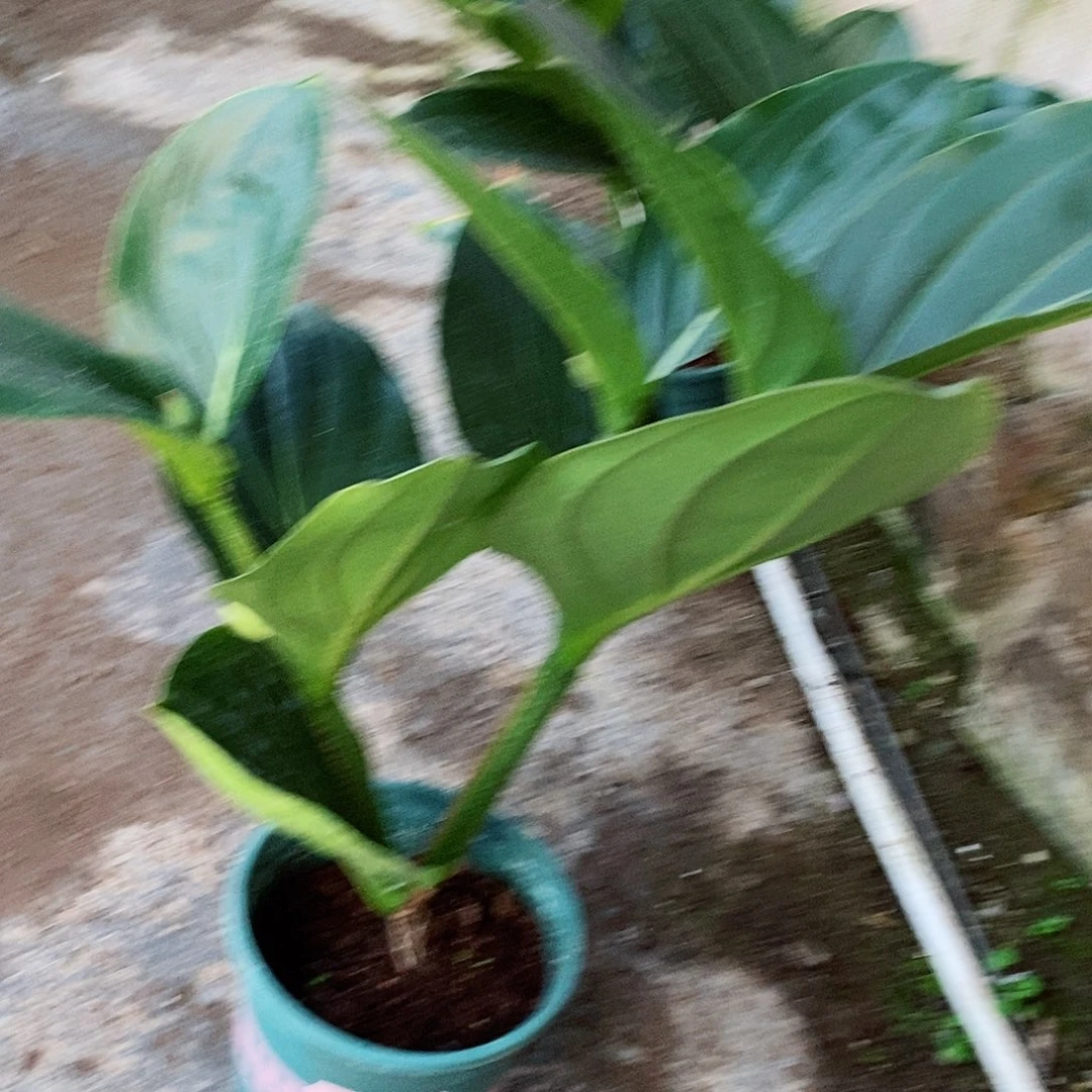 无花朵M****1木本花卉713叶损