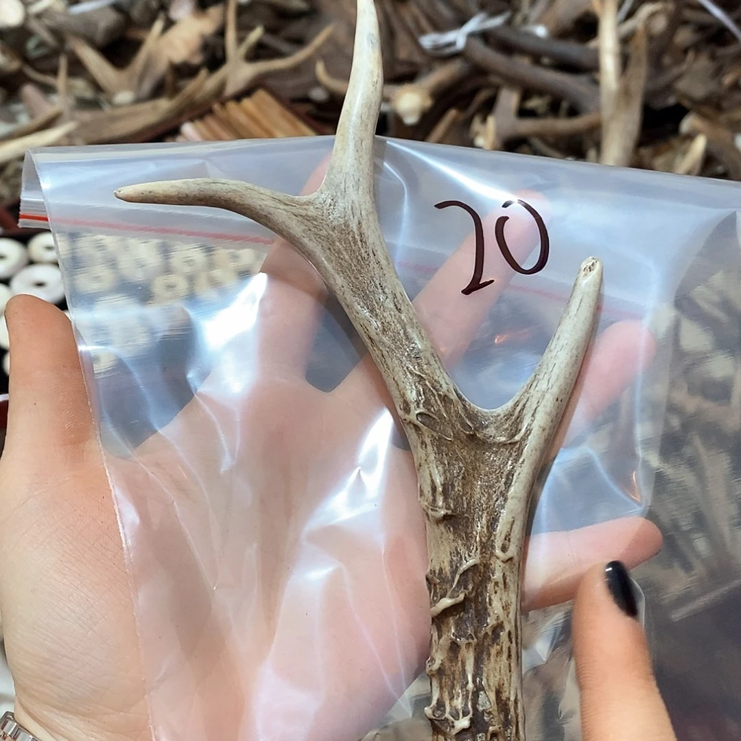 鹿角鹿角鹿角鹿角鹿