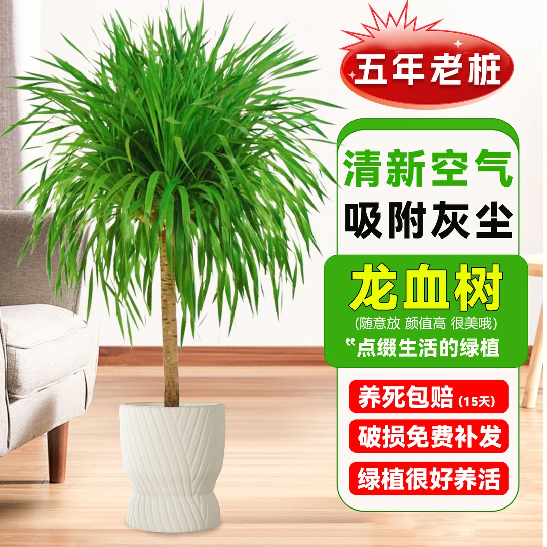 【顺丰京东快递送货上门】龙血树盆栽大型绿植办公室内造型老桩盆景
