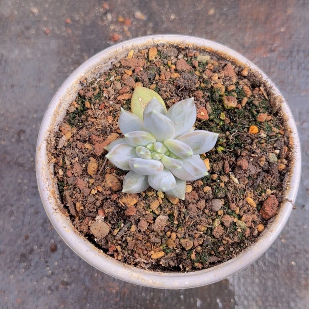 R***哥胡哥多肉植物多肉植物