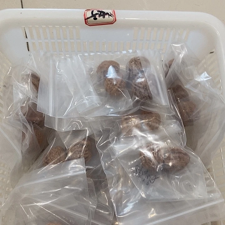 吊坠文玩核桃密桃瑕疵