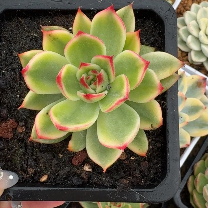 星***晨桃花一物一拍好看
