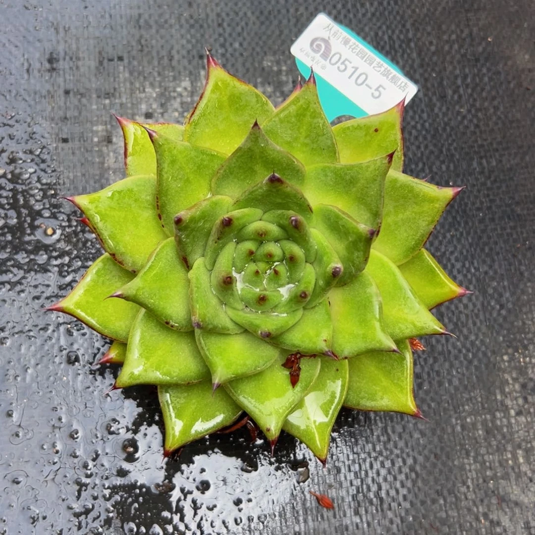 多肉一物一拍0510-5