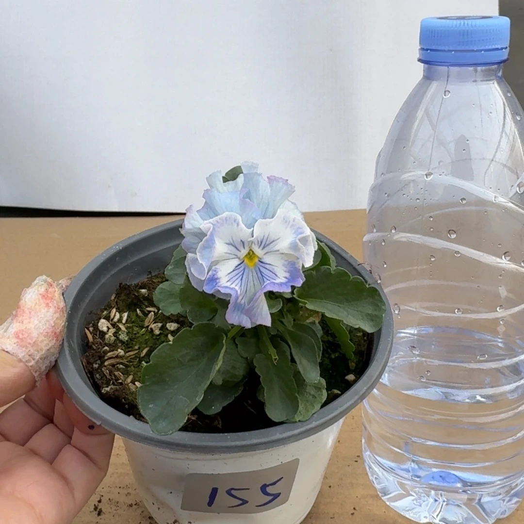 当前无花朵，栽培后可花朵155号