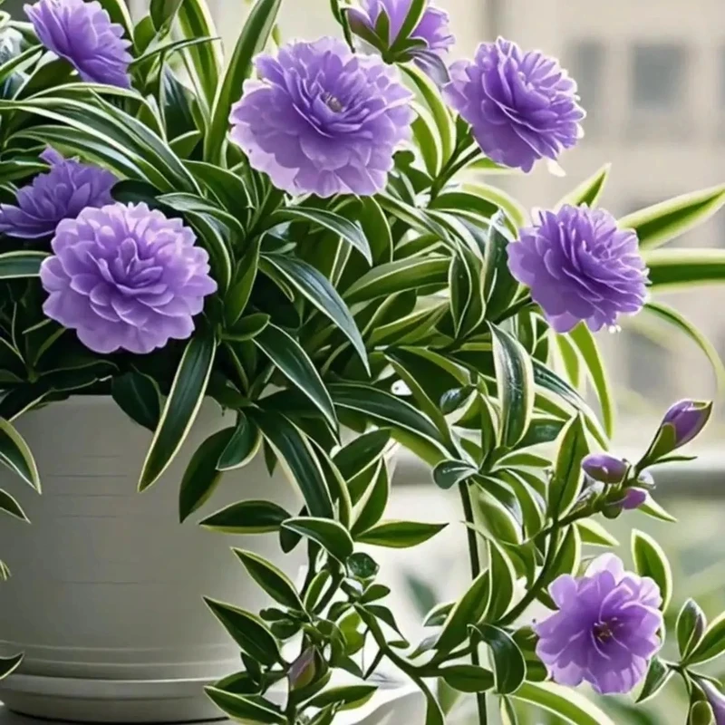 【20颗种球= 6· 9元】耐寒浓香型大花型吊兰花种球新手好养活开花