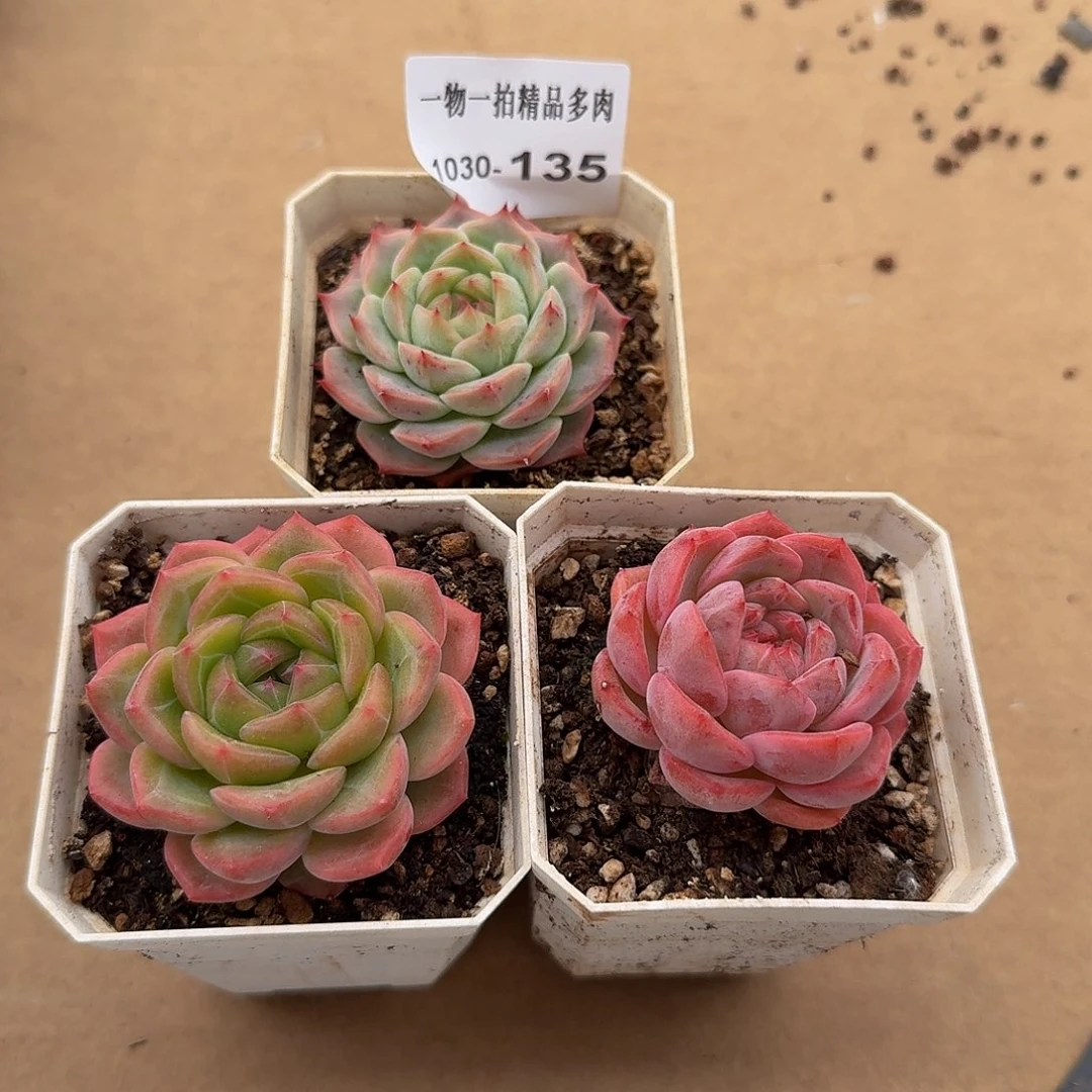1030-135三颗多肉-珍妮