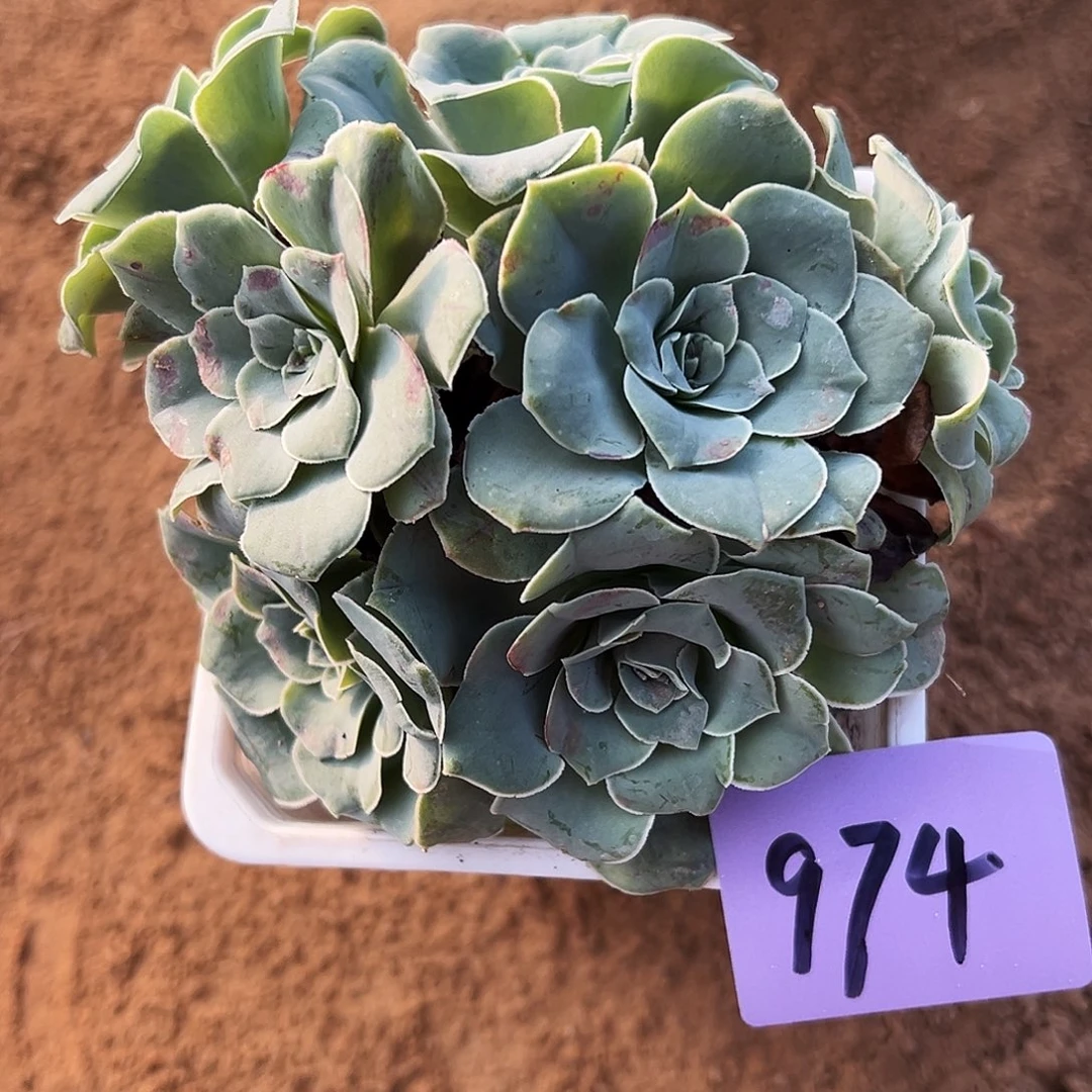 山地玫瑰绿体974号