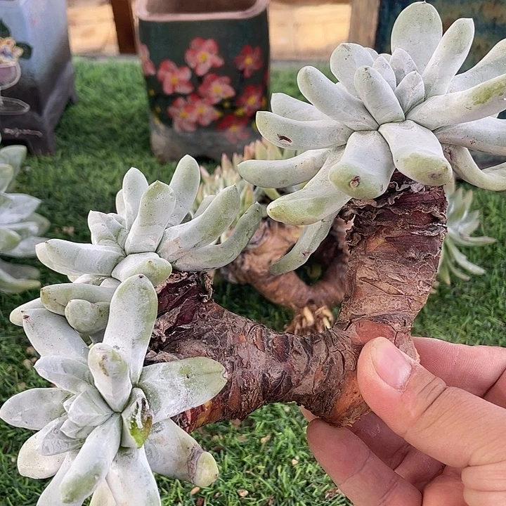 拇指五头粗桩福利