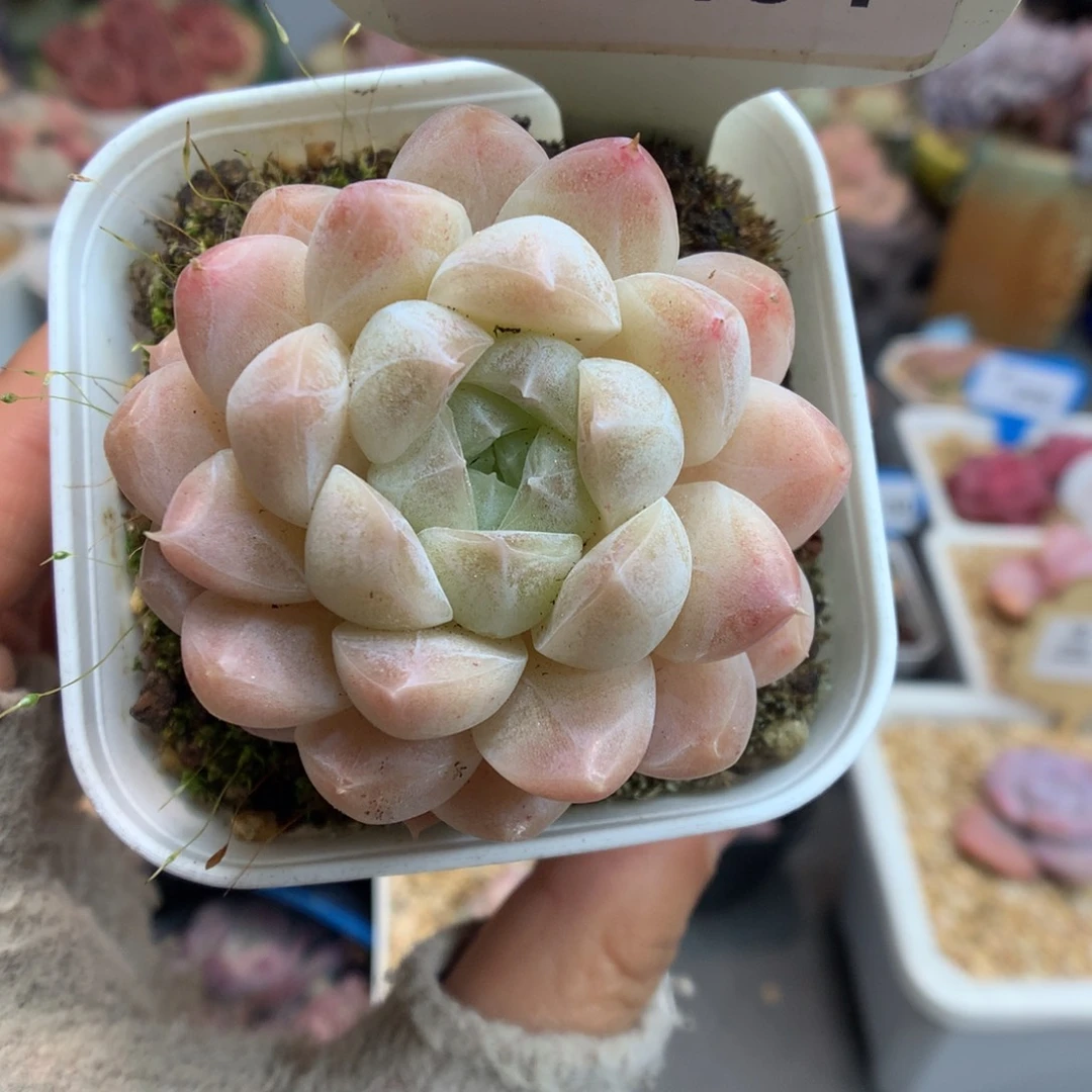 1094白糖心多肉植物