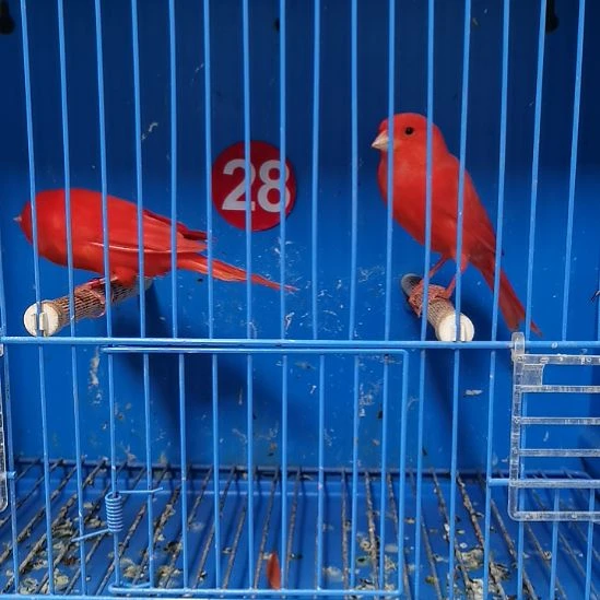 似***～虎皮鹦鹉虎皮鹦鹉大红袍一公一母虎皮鹦鹉大红袍