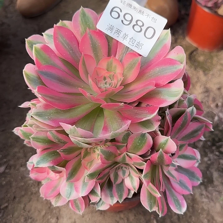 6980女巫多肉植物