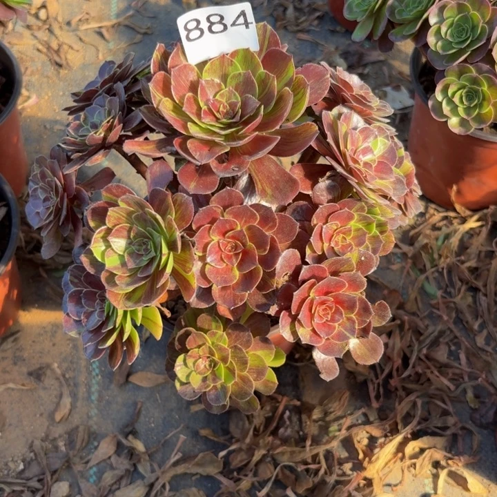夏***兰花月夜多肉植物不包损884