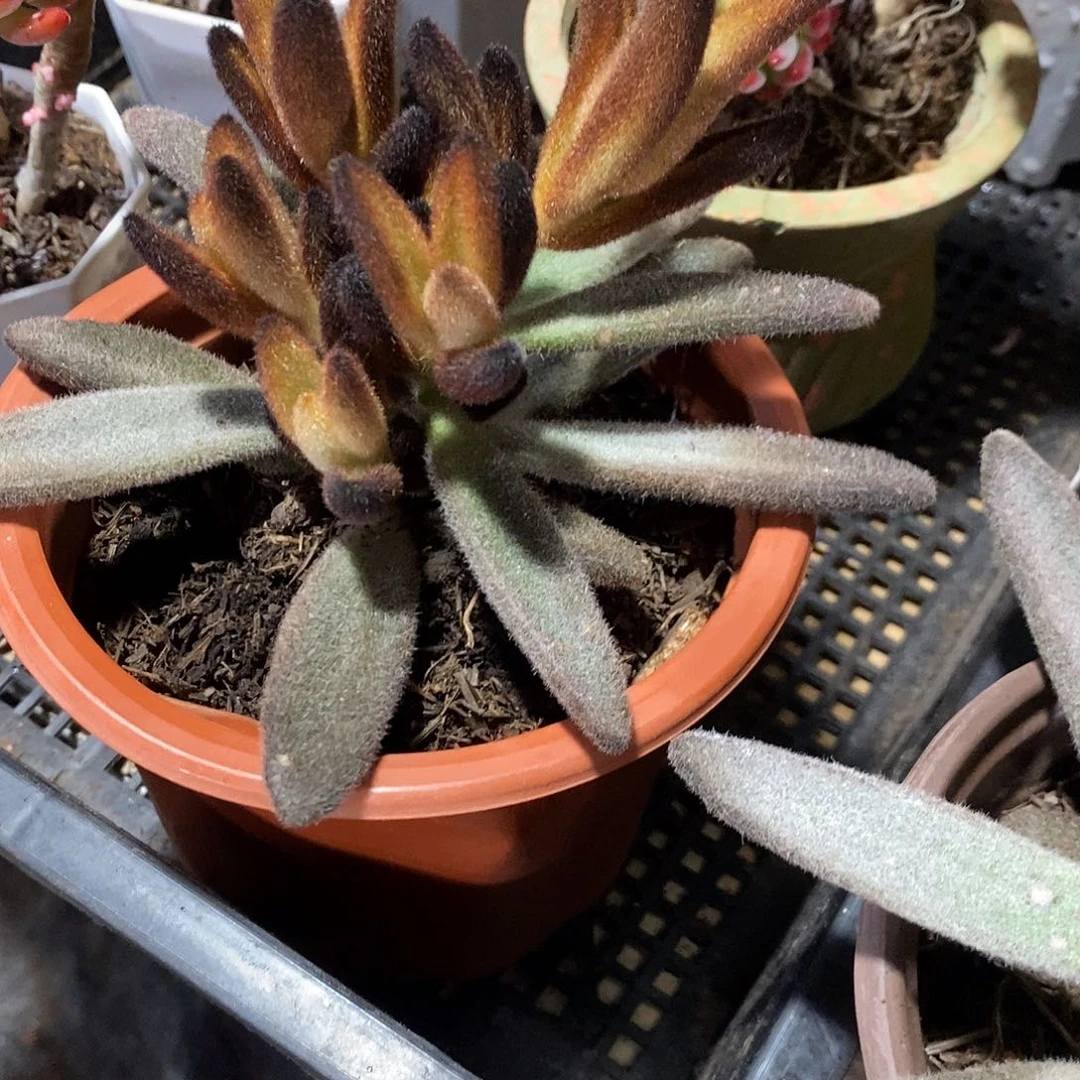 孙悟空1颗多肉植物