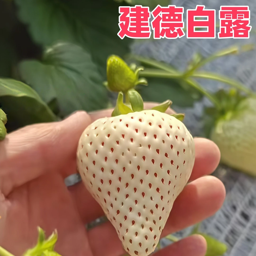 草莓苗四季阳台盆栽建得白露醉梦系列白草莓越王宝珠种植穴盘苗