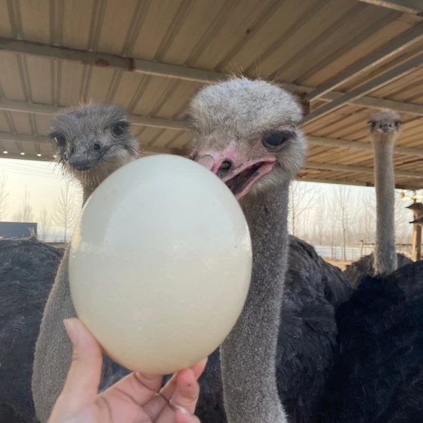 农家散养新鲜鸵鸟蛋送好礼营养健康禽蛋特产送老人孩子领导礼盒包