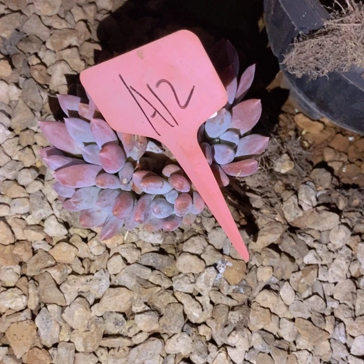 风***行这种现象很明显了