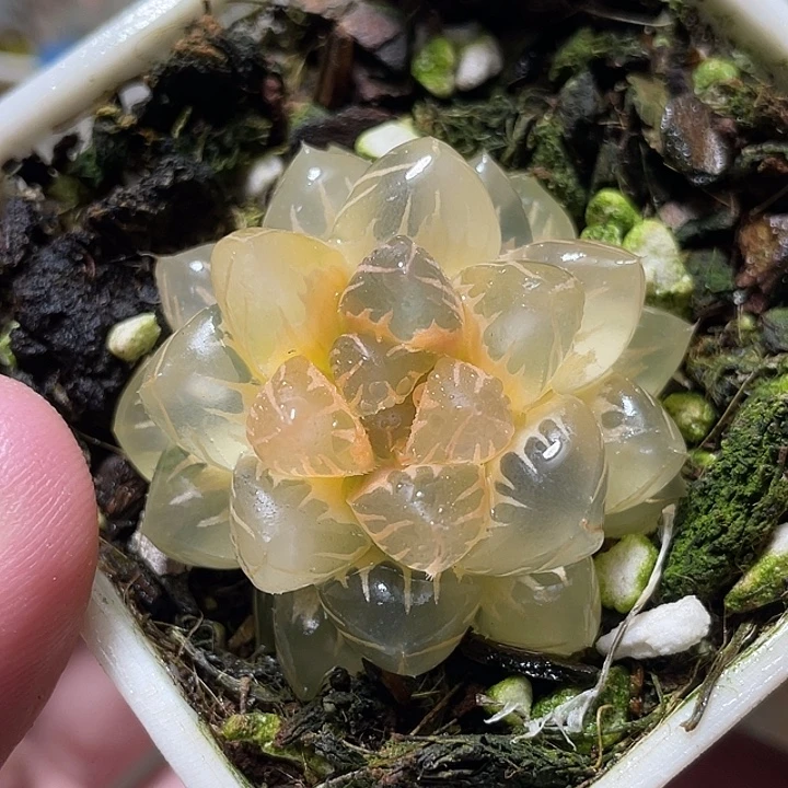 624糊斑水中月锦特选福利