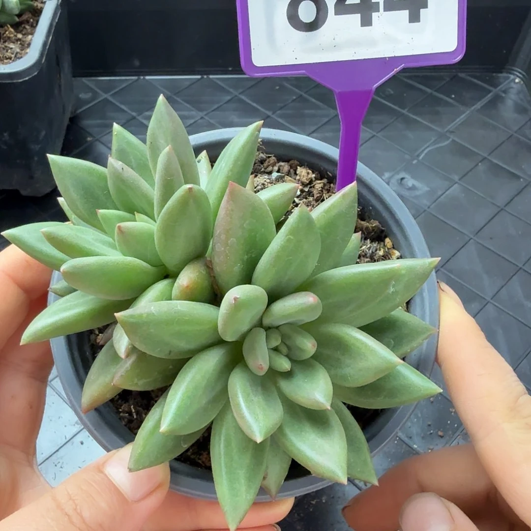 米其林多肉植物844