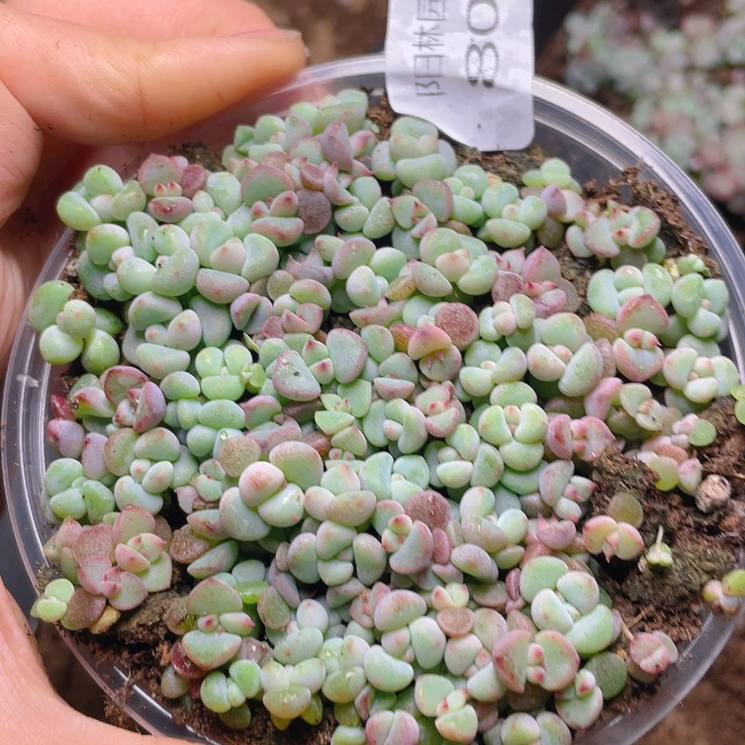 多肉植物多肉植物801