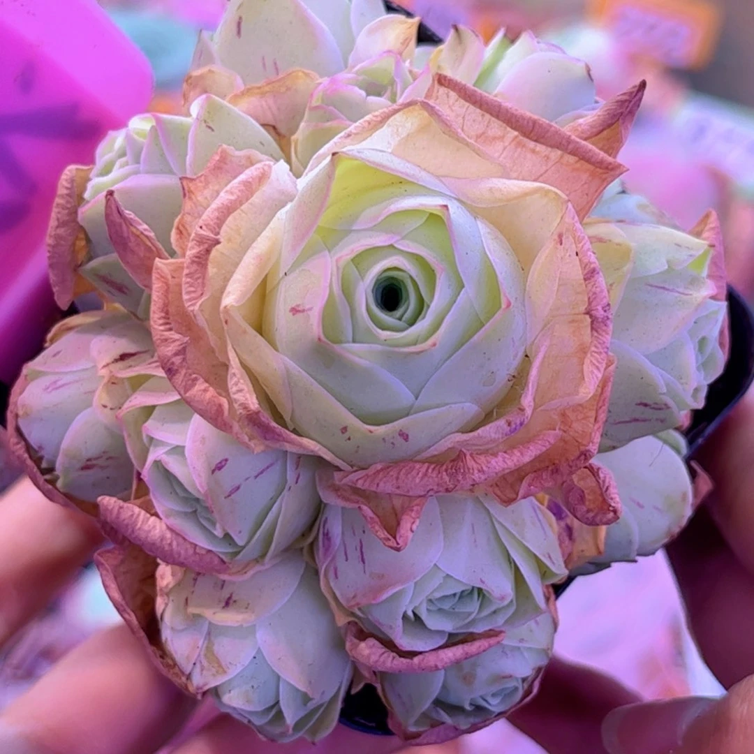 全部花朵L一物一拍山地玫瑰D221