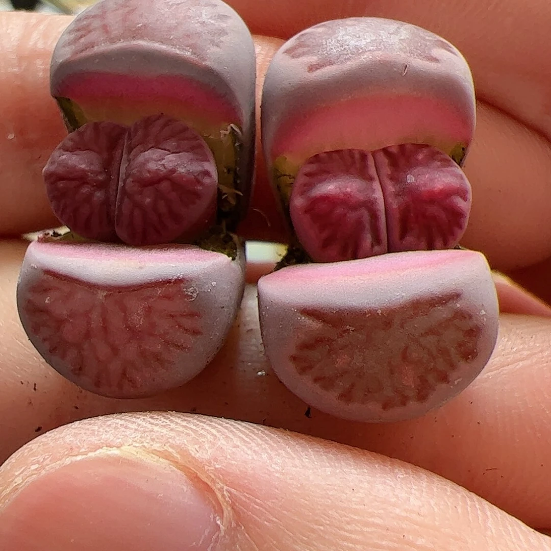 【闪购商品】299 紫菊