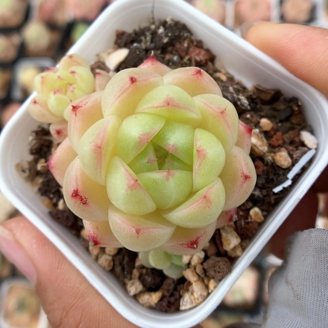 k***n菠萝蜜麦秆454号。