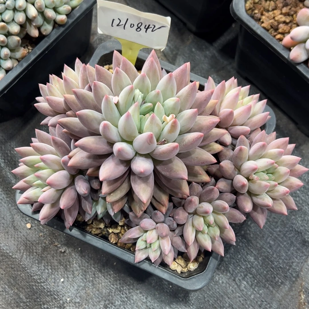 1210842 红蜻蜓群生9头手捧无砍