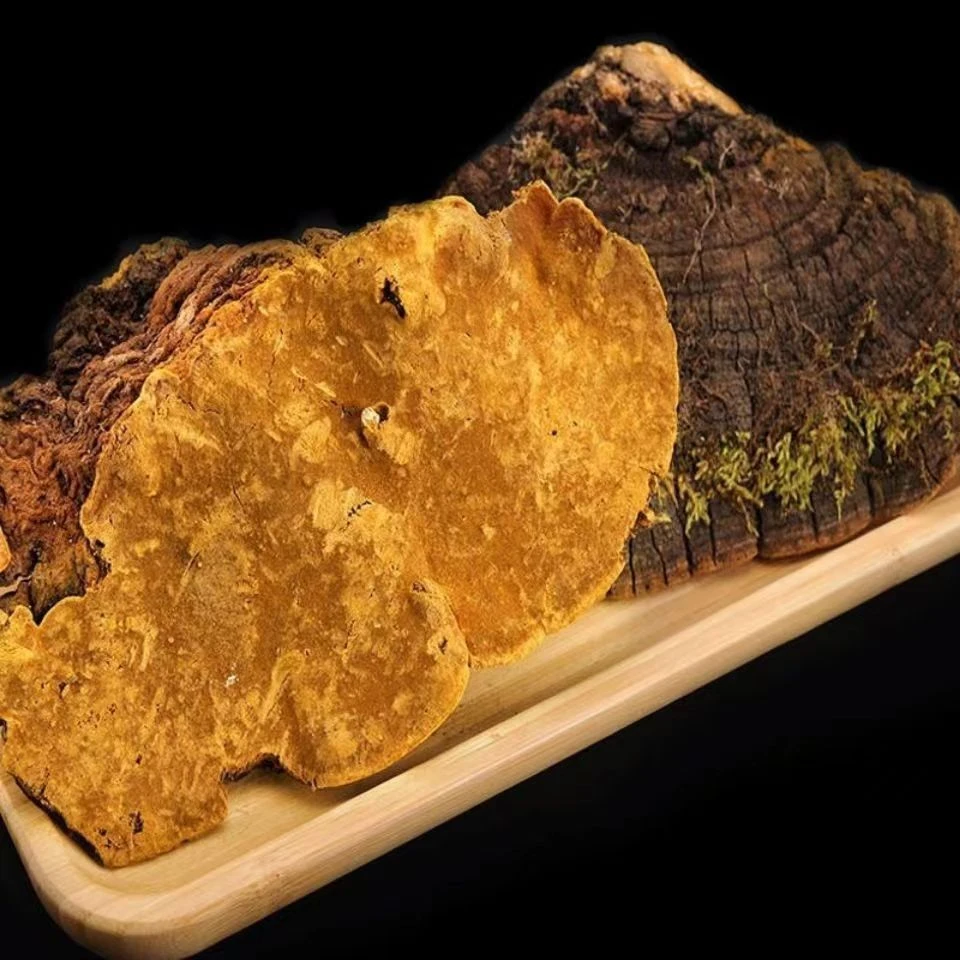 吉皇宝【桑黄500g】西藏野生桑树小桑黄泡茶煮水煲汤山货小桑黄