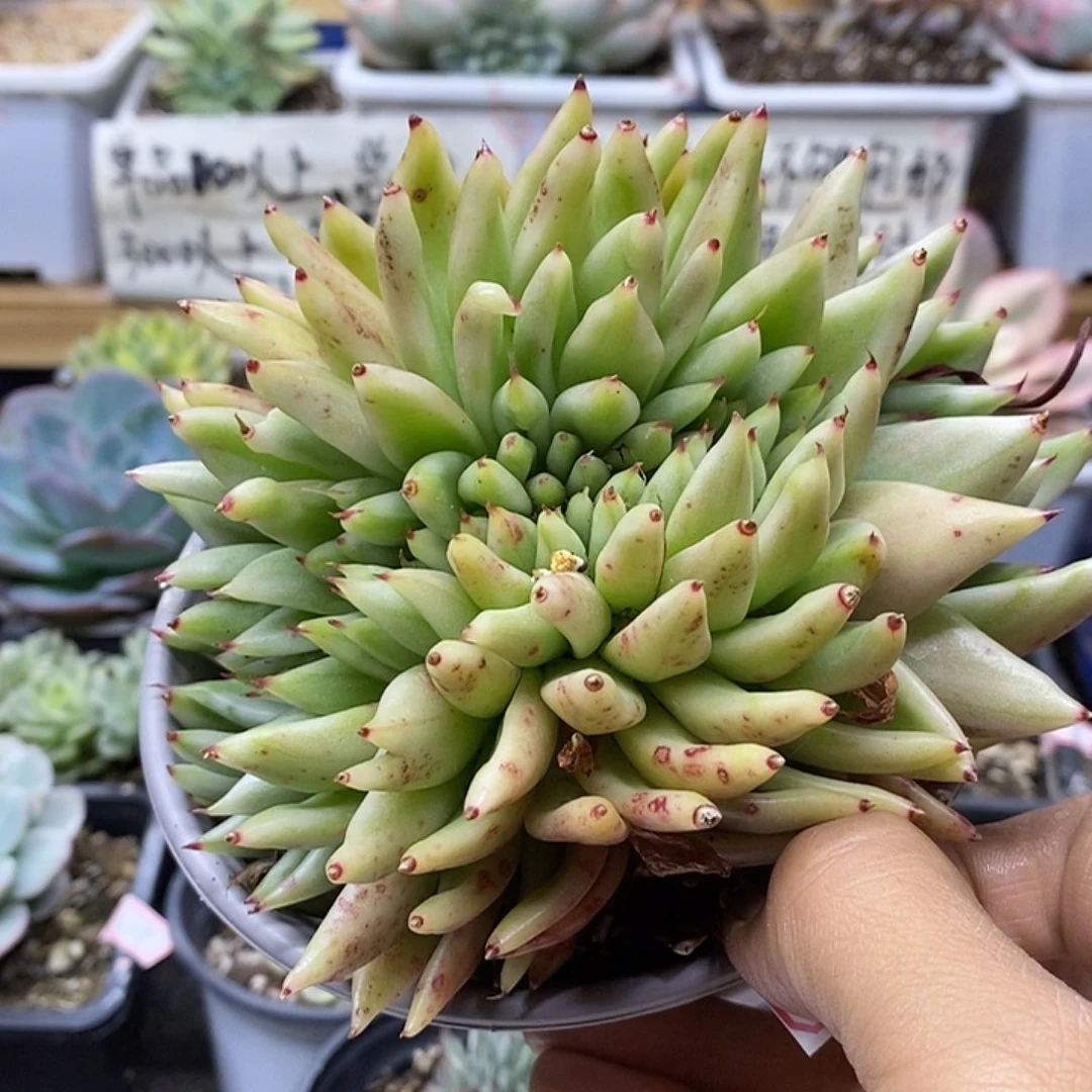 03130 艾克魂锦缀化