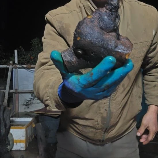 暗***恋当前无花朵，栽培后可花朵山里人家金单子