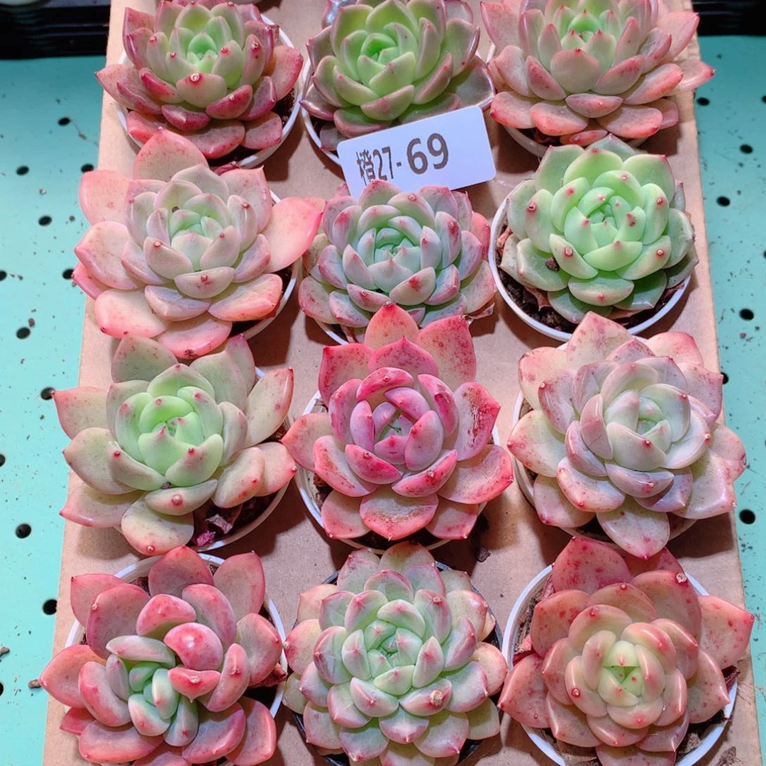 27-69一物一拍多肉带盆18颗